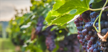 Lorem ipsum dolor sit amet, consectetur adipiscing elit